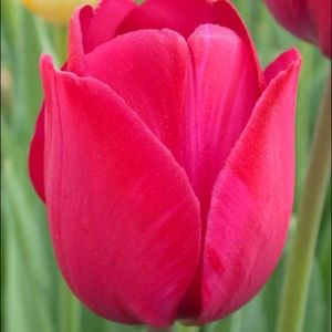 Meet your Posher, Debbie